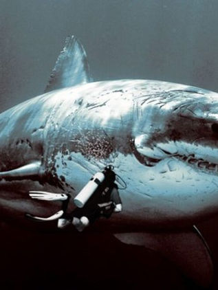 Hallazgo histórico: Captan a tiburón peregrino varado en playa de Yucatán