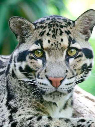 Avistan en Tailandia una especie de pantera en riesgo de extinción 