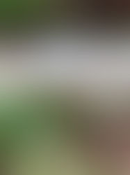 Las hormigas se "apoderaron" del mundo siguiendo a las plantas con flores