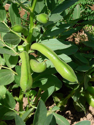 Se puede frenar problemas de salud con dieta ancestral