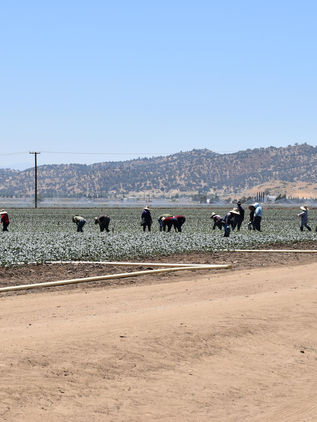 El miedo que se cosecha: jornaleros en California bajo las redadas migratorias