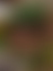 El legado afro en la gastronomía chiapaneca