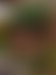 El legado afro en la gastronomía chiapaneca