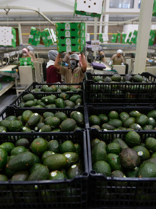 México registra superávit en balanza comercial agroalimentaria en primeros 7 meses 