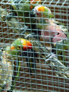 El comercio ilícito de especies, una "caja negra" en América Latina