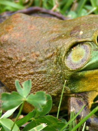 Documenta investigación 331 especies invasores de Flora y Fauna en Chiapas 