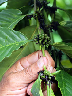 La sequía afecta el 80 % de las cosechas de los cafetaleros de la frontera sur de México