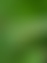 Descubren en la selva rara criatura conocida por sus hábitos de caza ‘crípticos’