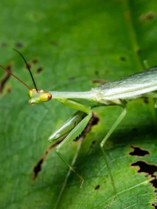 Descubren en la selva rara criatura conocida por sus hábitos de caza ‘crípticos’