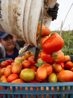 México rechaza la decisión de EUA de reactivar la cuota "injusta" del 17 % al tomate