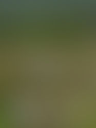 Harán estudios de factibilidad en humedales