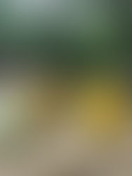 PC brinda atención a la población de la región Norte y Tulijá