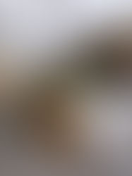 Vacuna contra covid-19 probada en monos dio resultados alentadores