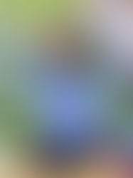 Respaldan pueblos originarios a Llaven Abarca para 2024