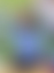 Respaldan pueblos originarios a Llaven Abarca para 2024