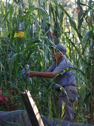 Cámara de Diputados  aprueba la prohibición de siembra de maíz transgénico