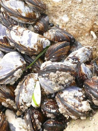 Crean un pegamento de sellado rápido de heridas inspirado en los crustáceos percebes