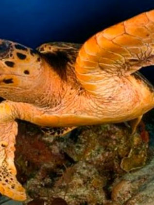 Nacen tortugas rojas en el Caribe mexicano; estudian relación con el sargazo