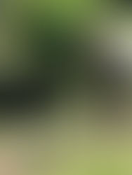 Migrantes cubanos, venezolanos y haitianos salvan la cosecha de café en Tapachula