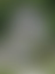 Agencias de viajes de Chiapas reportan poca actividad  