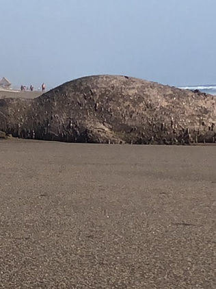 Anormal, avistamiento de elefante marino en Puerto Arista