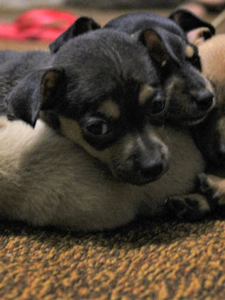 UNAM revela si es verdad que los perros pequeños viven más que los grandes