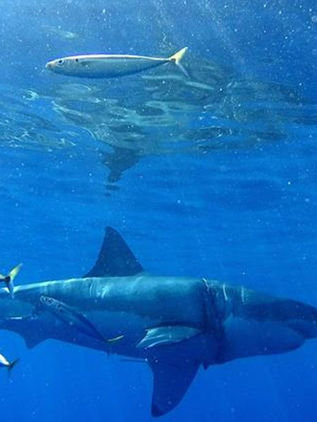Científicos alertan declive en población de tiburones