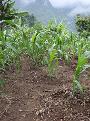 No serán suficientes 14 mmdp para rescate del campo chiapaneco