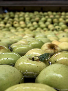 En 10 años, Latinoamérica incrementará superavit agroalimentario en 28 %