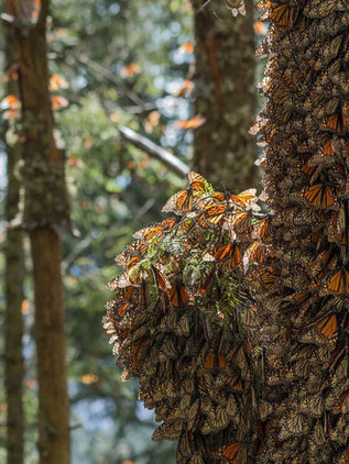 Desciende un 26% la presencia de mariposas monarca en bosques mexicanos