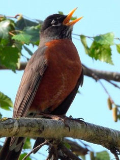 Las aves se vuelven más pequeñas a medida que el planeta se calienta