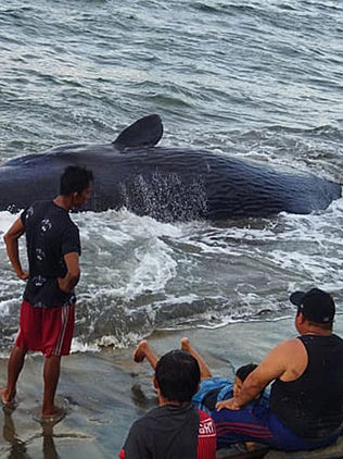 Una ballena jorobada muere tras encallar en las costas mexicanas de Tabasco