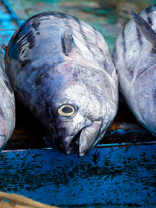 México cumple con captura sustentable de atún aleta azul