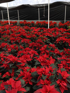 La flor de Nochebuena anuncia unas fiestas más alegres para estas Navidades