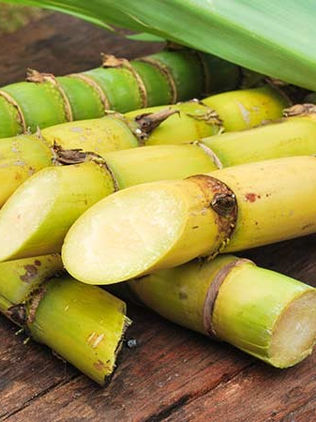 Caña de azúcar con alta demanda durante la pandemia 