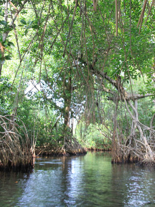 Autoridades federales trabajan en rescate de cuencas chiapanecas