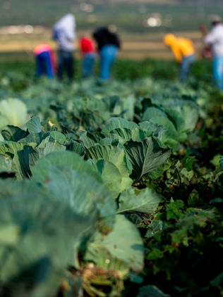 El superávit agroalimentario de México crece un 21,4 % de enero a julio