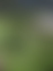 Pueblos indígenas ayudan a conservar los recursos naturales