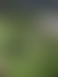 Pueblos indígenas ayudan a conservar los recursos naturales