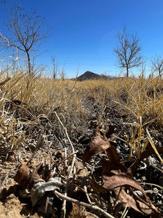 Sequía extrema golpea a Chihuahua y pone en riesgo producción agrícola 
