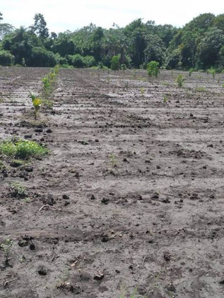 Necesario frenar el éxodo de jóvenes del campo chiapaneco 