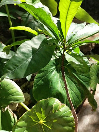 Más de 200 especies de plantas en peligro de extinción en Chiapas