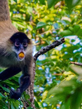 El consumo de alcohol entre animales puede no ser tan raro