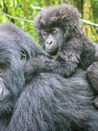 Amenaza COVID-19 conservación de los grandes simios