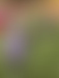 Incertidumbre en el campo mexicano ante la prohibición del glifosato