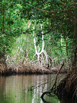 Denuncian grave contaminación en La Encrucijada 