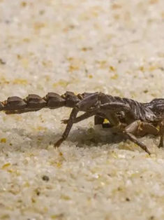 Descubren primer fósil de escorpión mesozoico de China con 125 millones de años de antigüedad