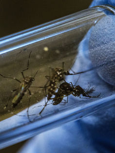 Se extiende emergencia nacional por dengue en Honduras