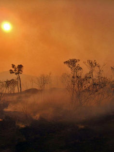 De selva a sabana, riesgo de la deforestación en la Amazonia