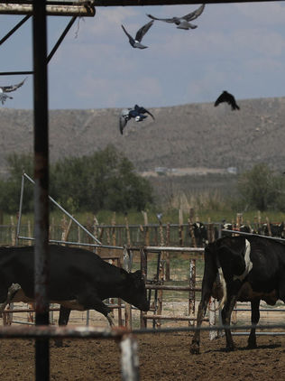 México espera reanudar exportación de ganado a EUA en dos meses 